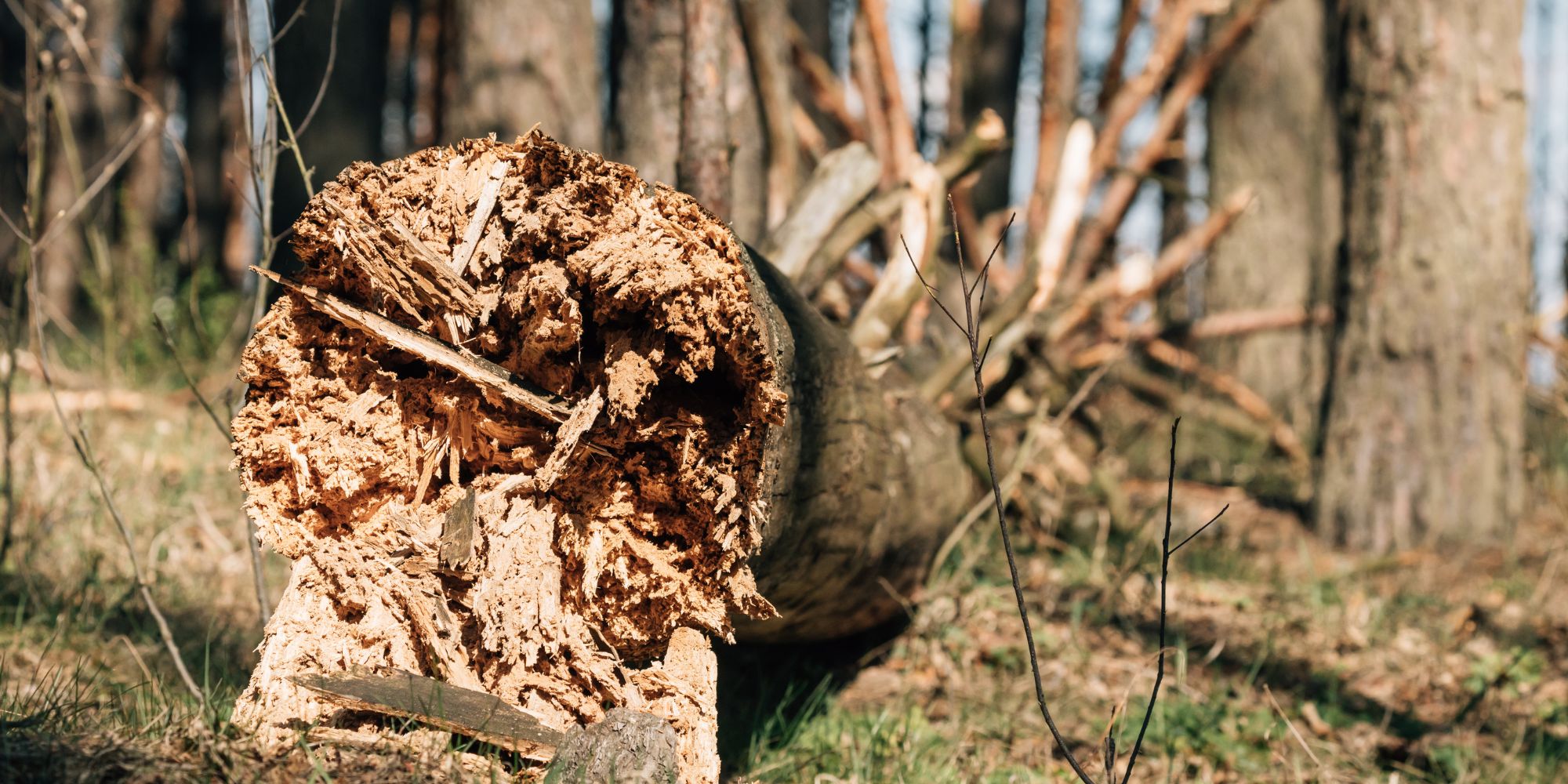 Emergency Tree Care After a Storm – Learn More