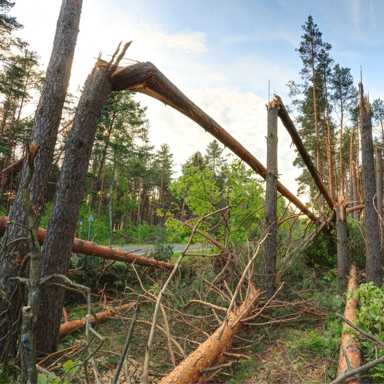 Emergency Tree Care After a Storm – Learn More
