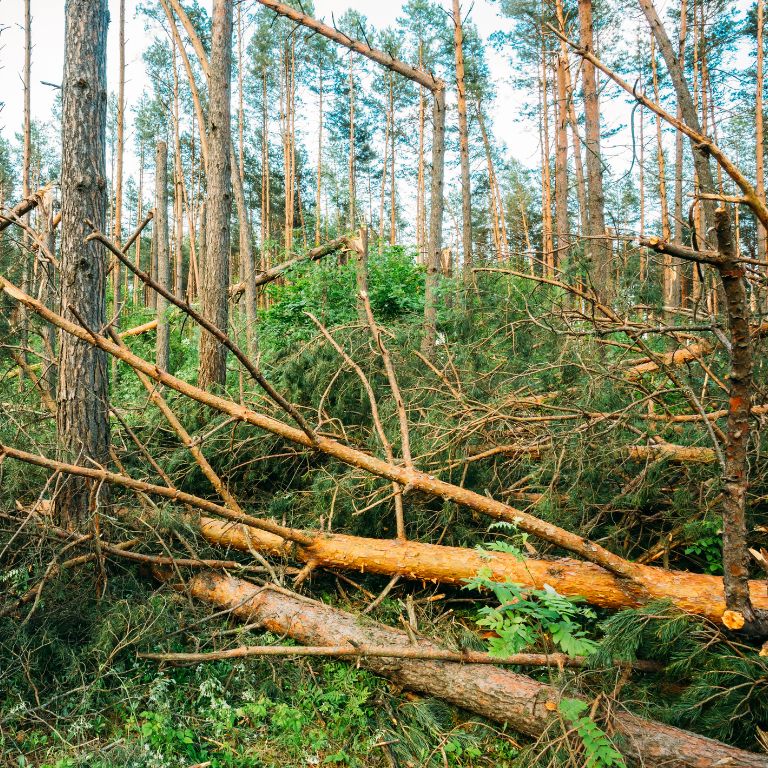 Emergency Tree Care After a Storm – Learn More